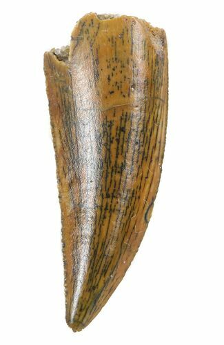 Very Nice, Raptor Tooth - Morocco #57795